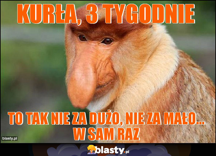 KURŁA, 3 TYGODNIE