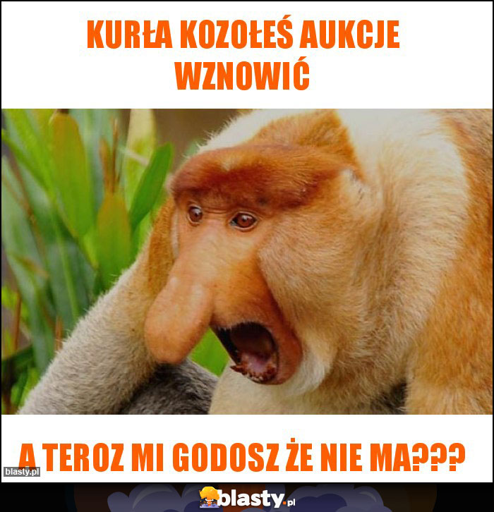 KURŁA KOZOŁEŚ AUKCJE WZNOWIĆ