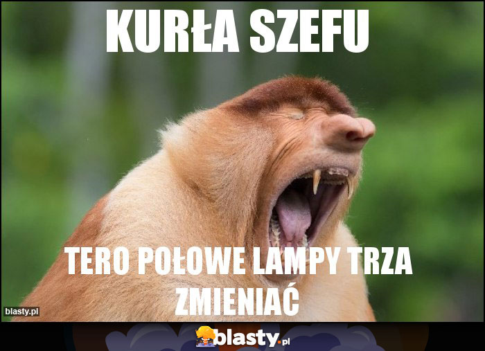 Kurła szefu