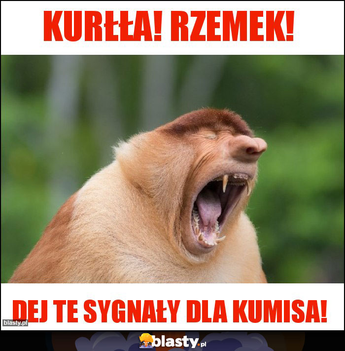 Kurłła! Rzemek!