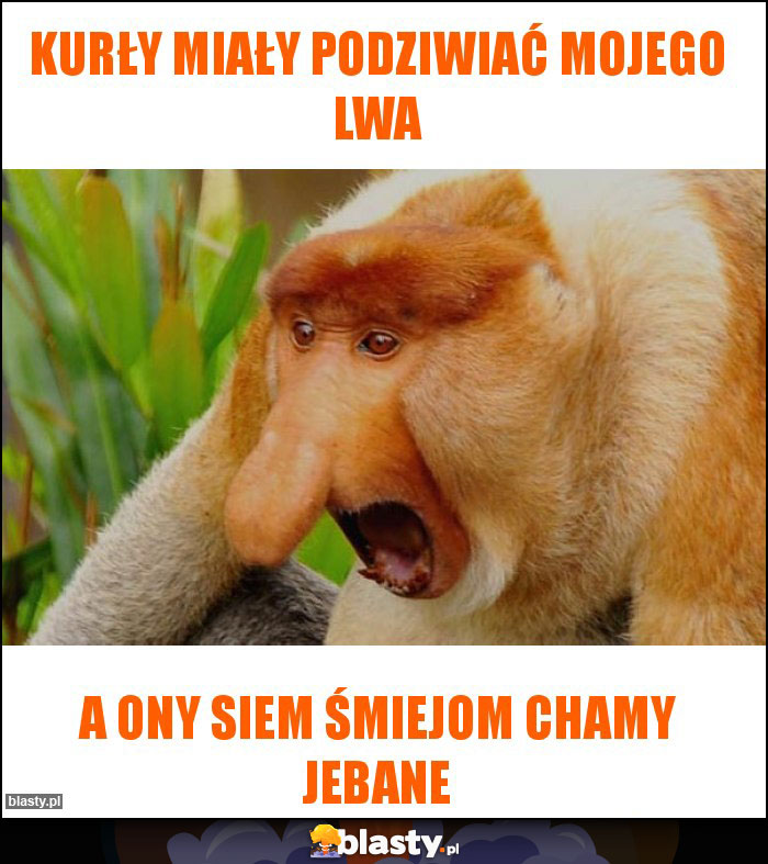 KURŁY MIAŁY PODZIWIAĆ MOJEGO LWA