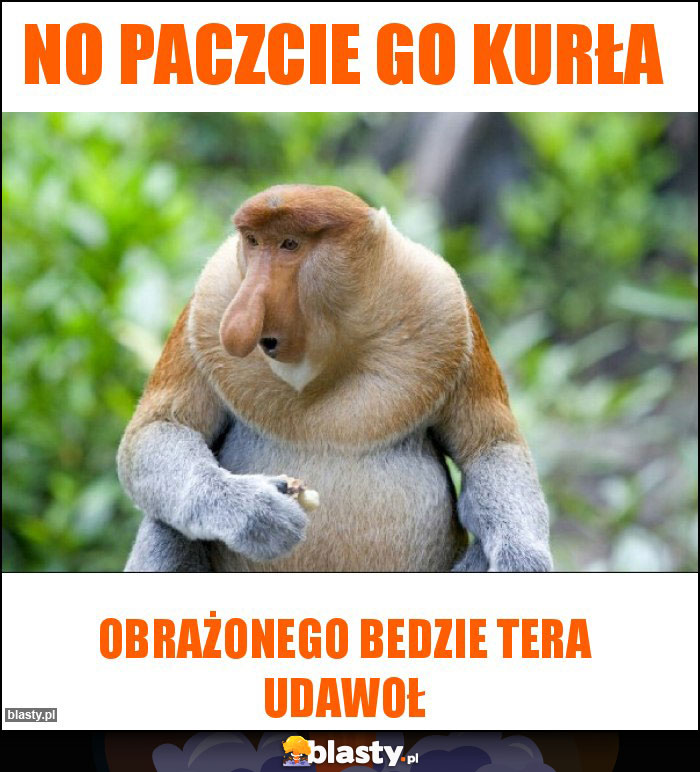 No paczcie go kurła