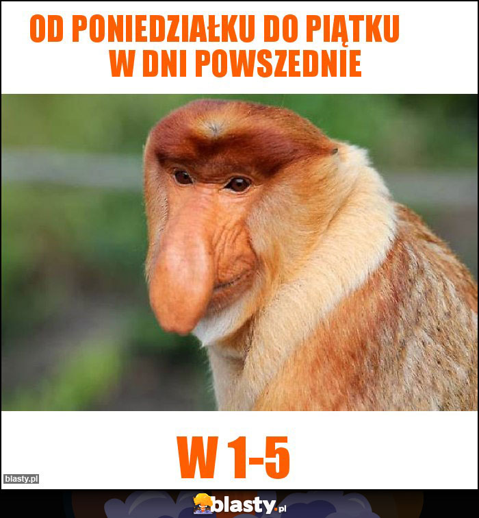 Od poniedziałku do piątku        w dni powszednie