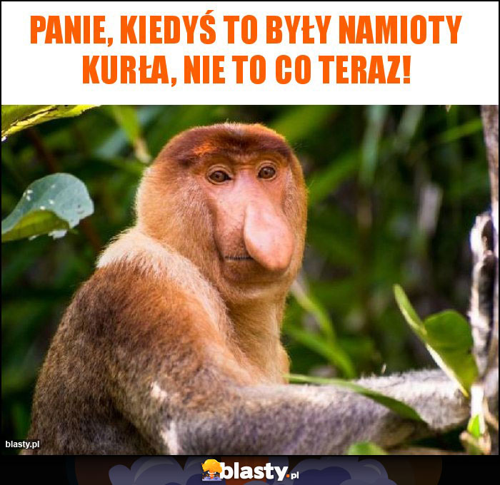 Panie, kiedyś to były namioty kurła, nie to co teraz!