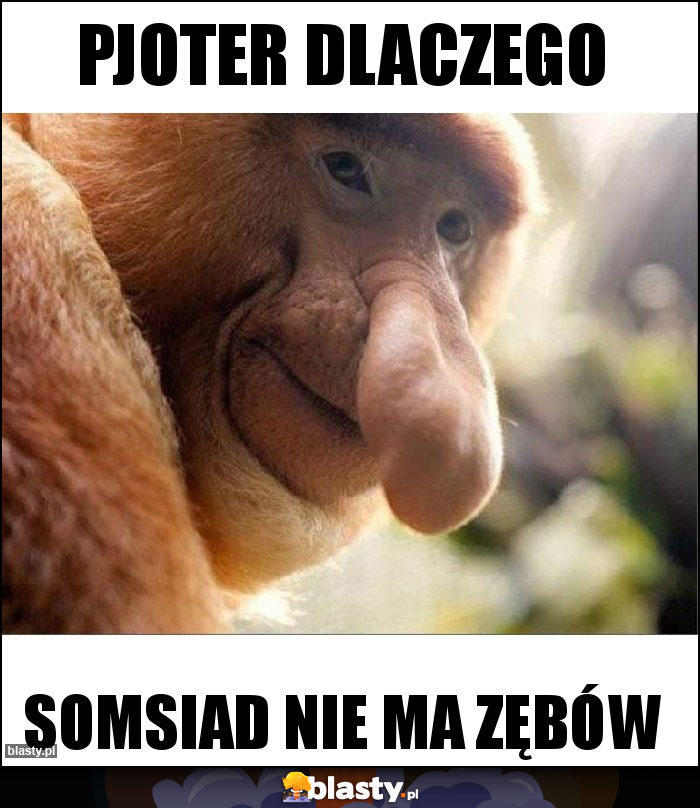 Pjoter dlaczego