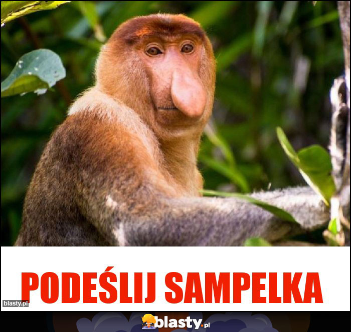 Podeślij sampelka