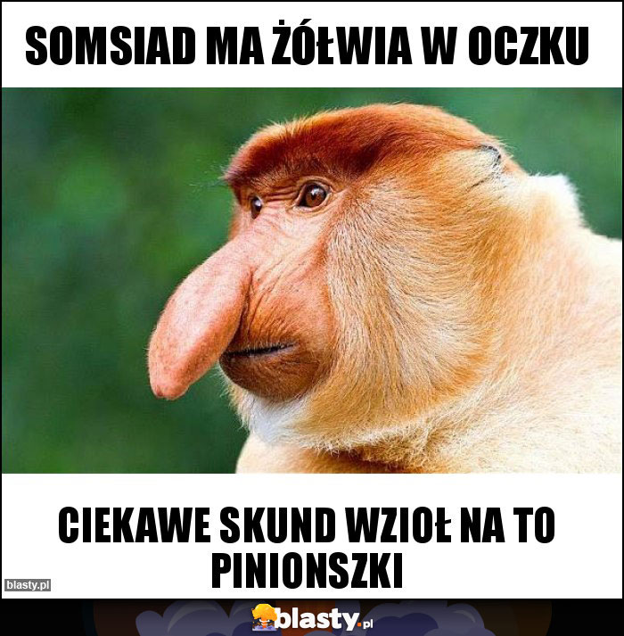 Somsiad ma żółwia w oczku