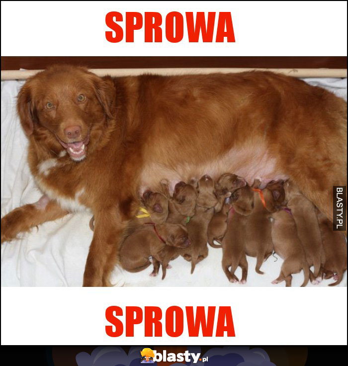 Sprowa