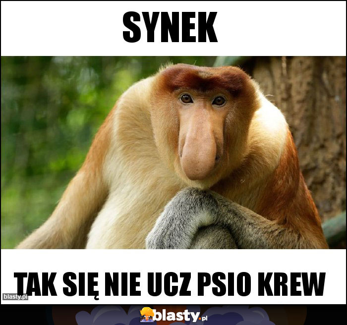 Synek