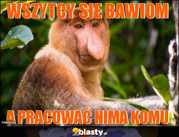 Wszytcy sie bawiom