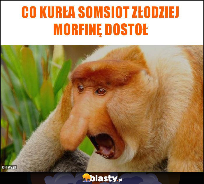 Co Kurła somsiot złodziej morfinę dostoł