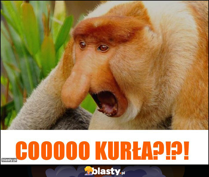 Cooooo kurła?!?!