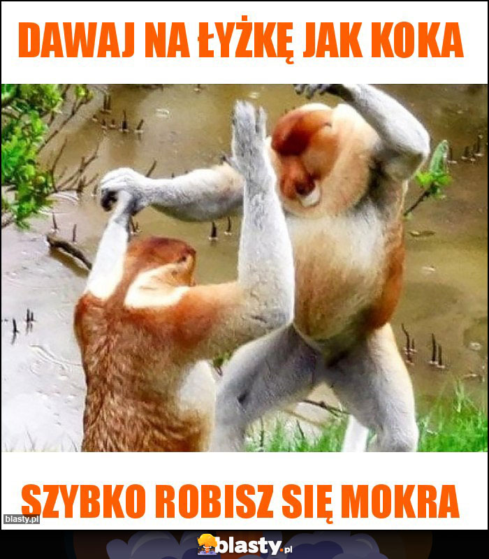 Dawaj na łyżkę jak koka