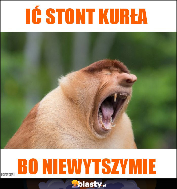 Ić stont kurła