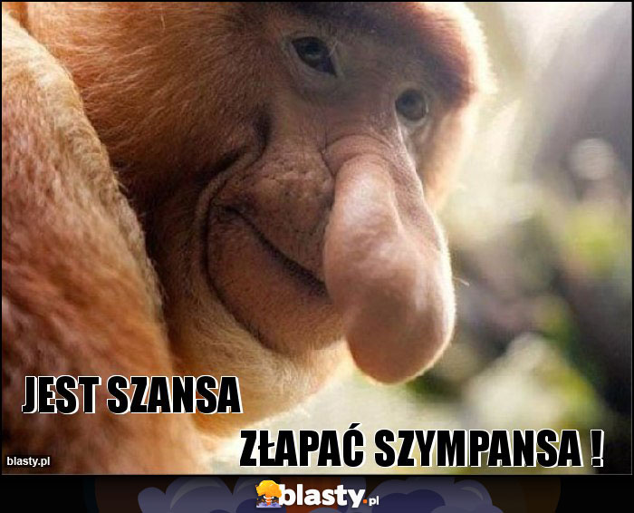 Jest szansa                                                                           Złapać szympansa !