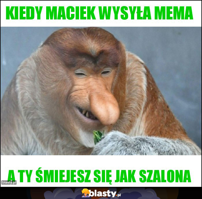 Kiedy Maciek wysyła mema