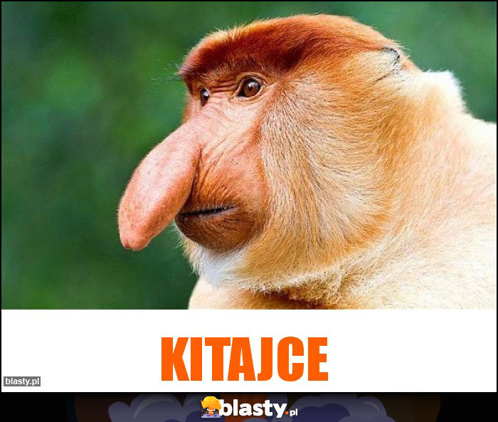 KITAJCE