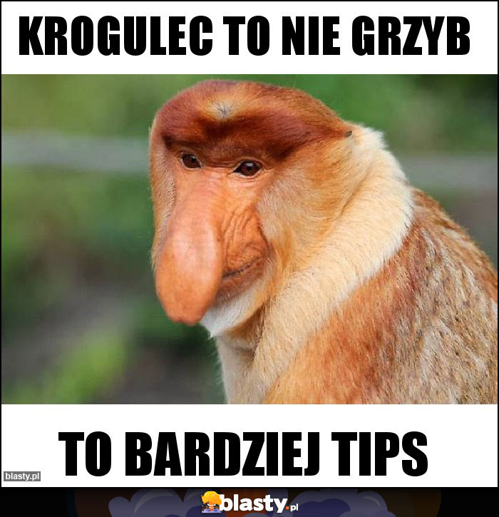 Krogulec to nie grzyb