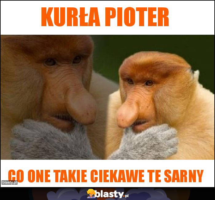 Kurła pioter