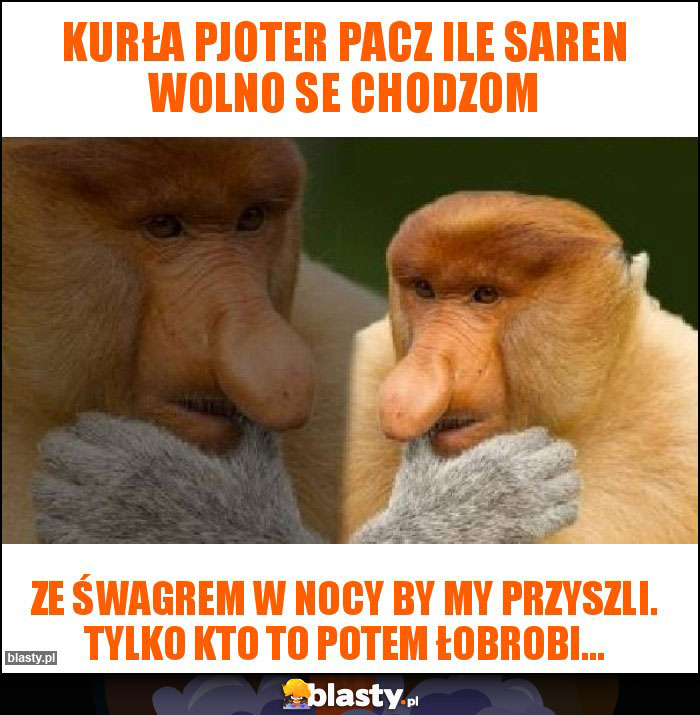 Kurła pjoter pacz ile saren wolno se chodzom