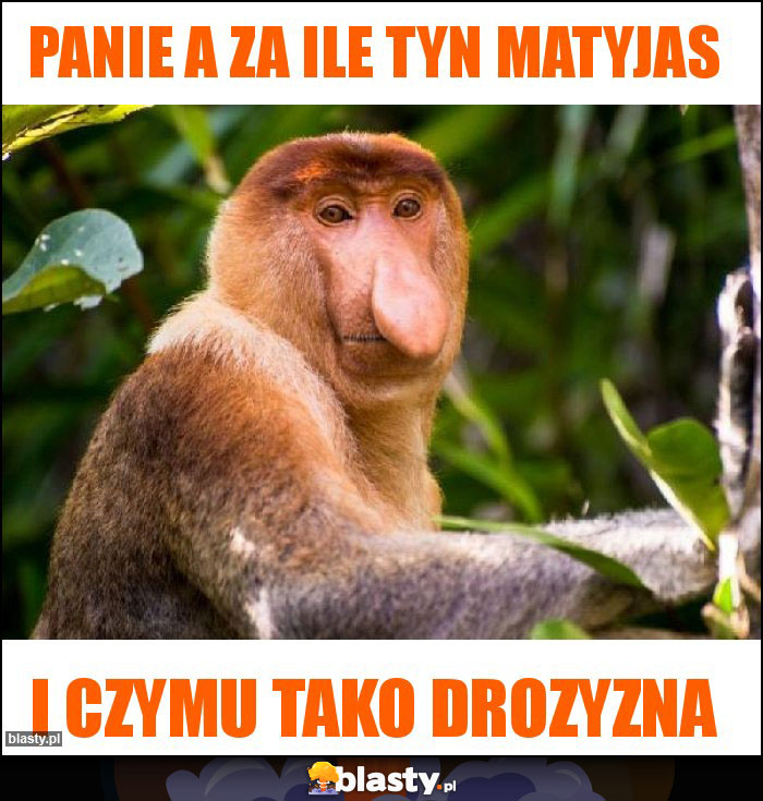 Panie a za ile tyn matyjas