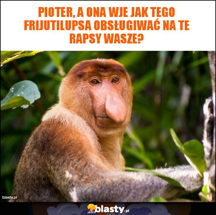 Pioter, a ona wje jak tego frijutilupsa obsługiwać na te rapsy wasze?