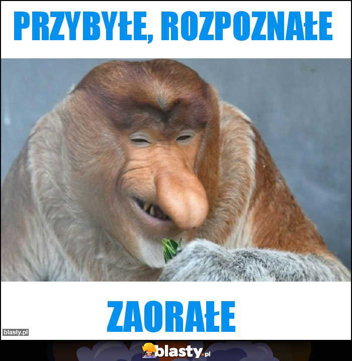 przybyłe, rozpoznałe