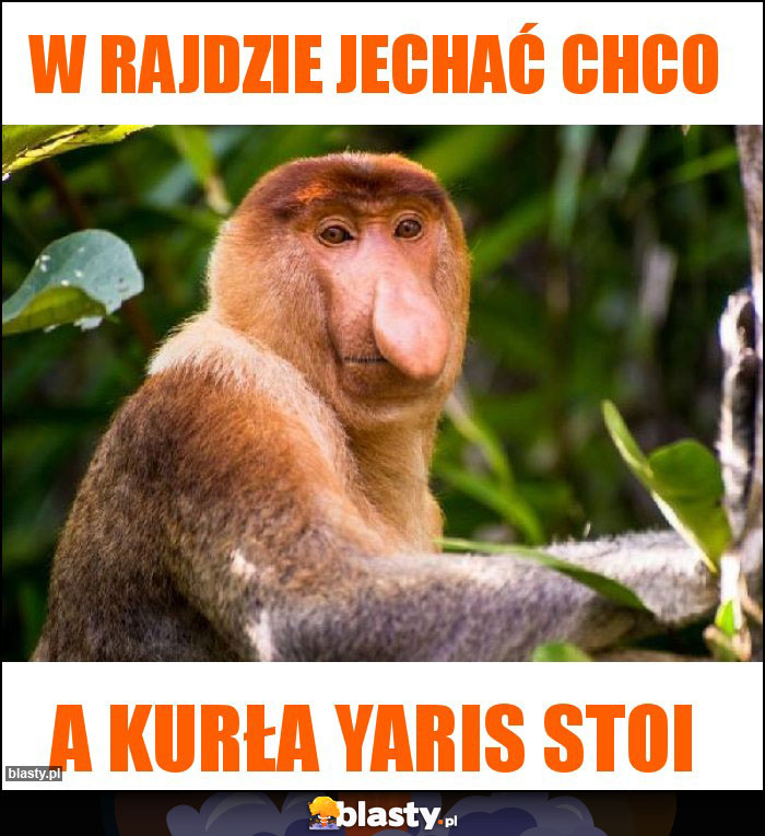 w rajdzie jechać chco