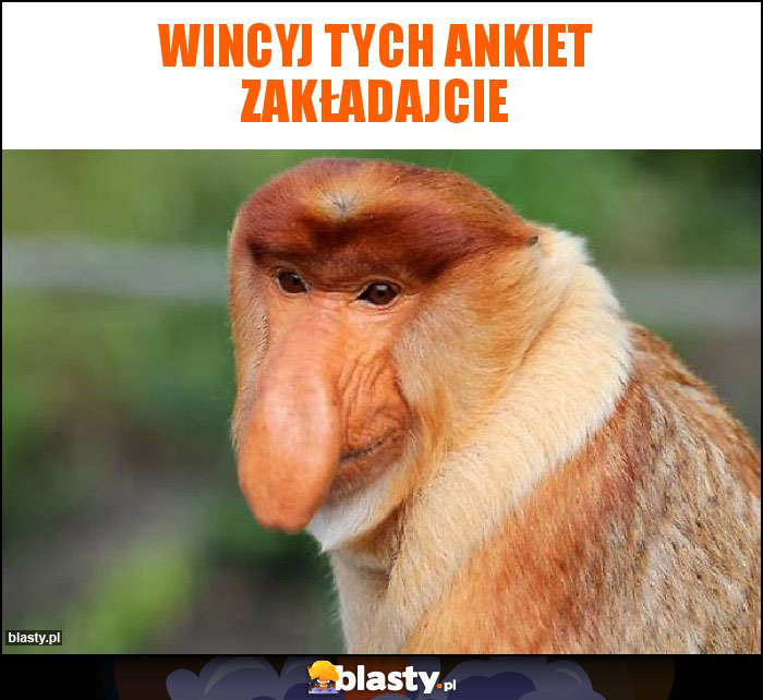 Wincyj tych ankiet zakładajcie