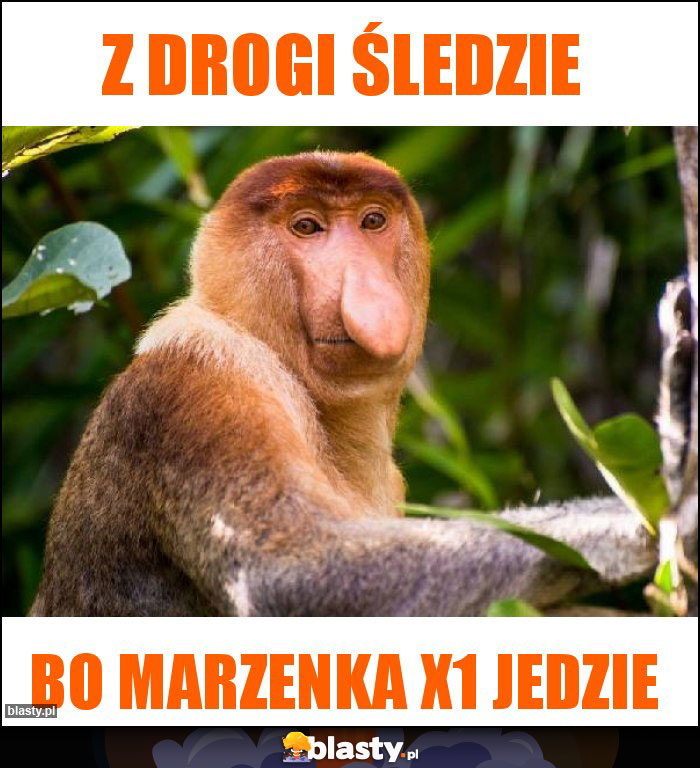 Z drogi śledzie