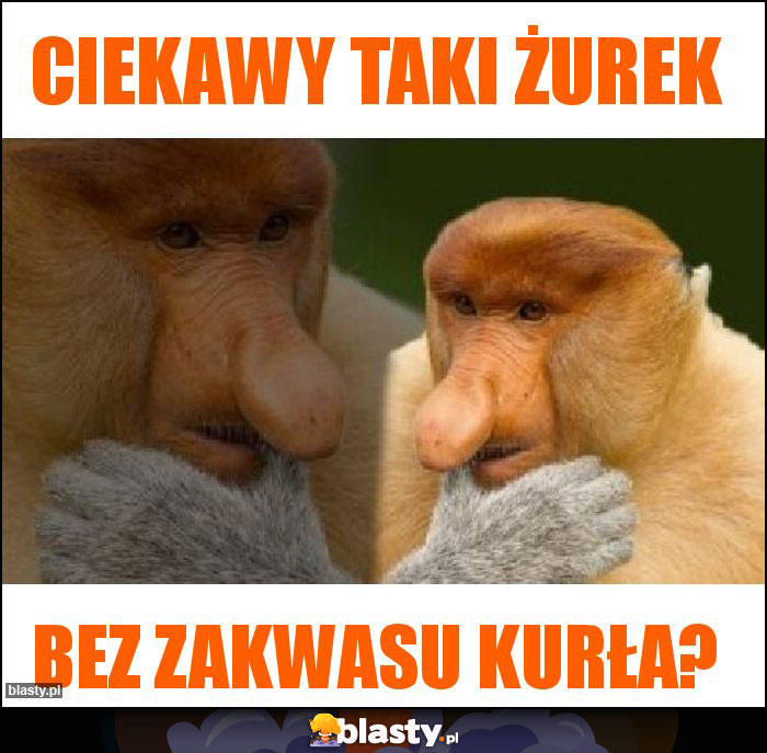 Ciekawy taki żurek