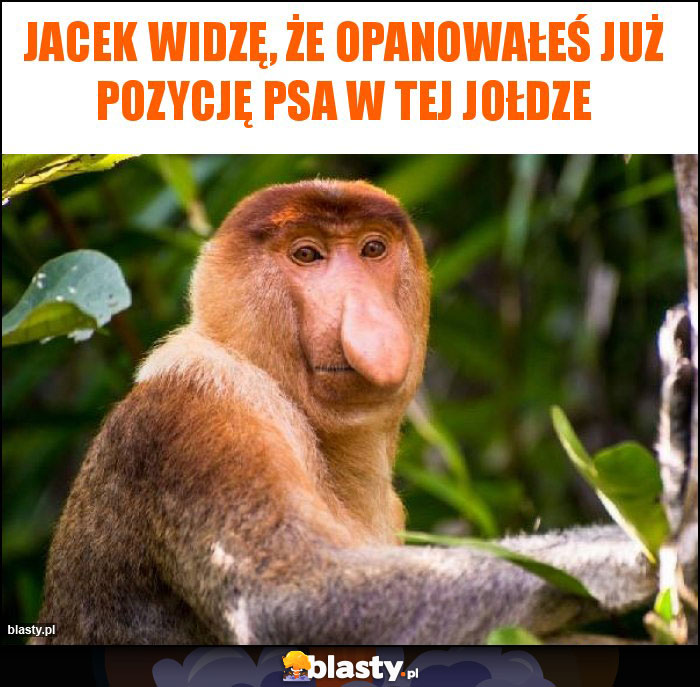 Jacek widzę, że opanowałeś już pozycję psa w tej Jołdze