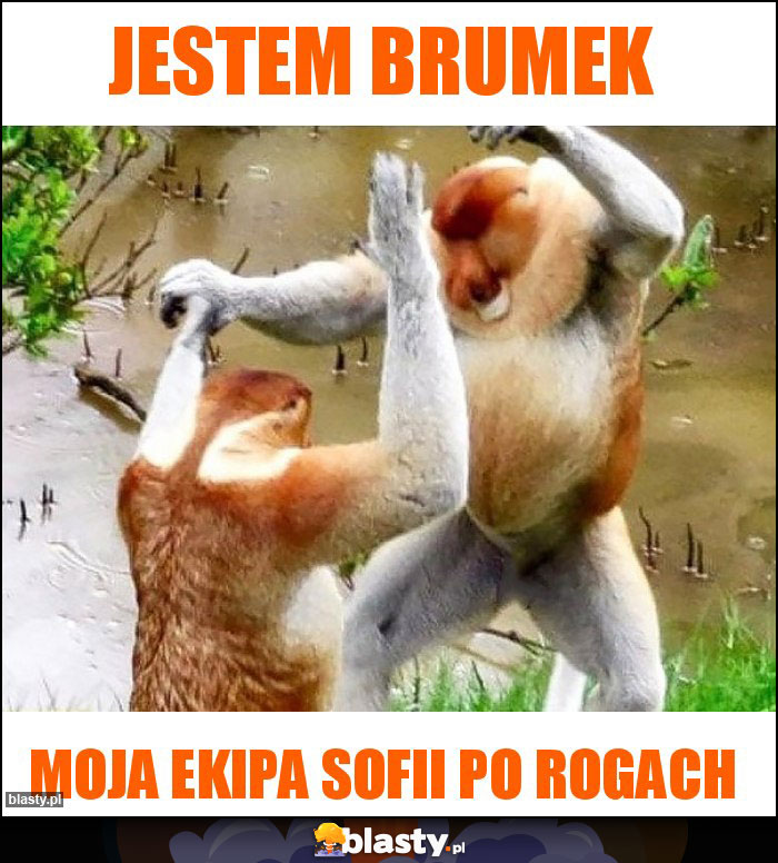 Jestem brumek