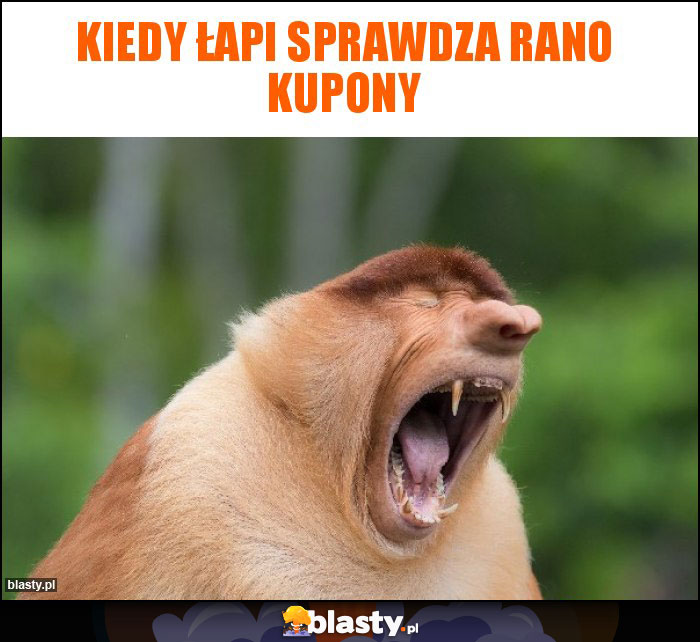 Kiedy łapi sprawdza rano kupony