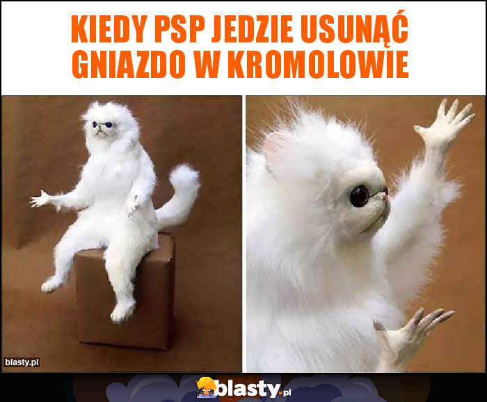 Kiedy PSP jedzie usunąć gniazdo w kromolowie