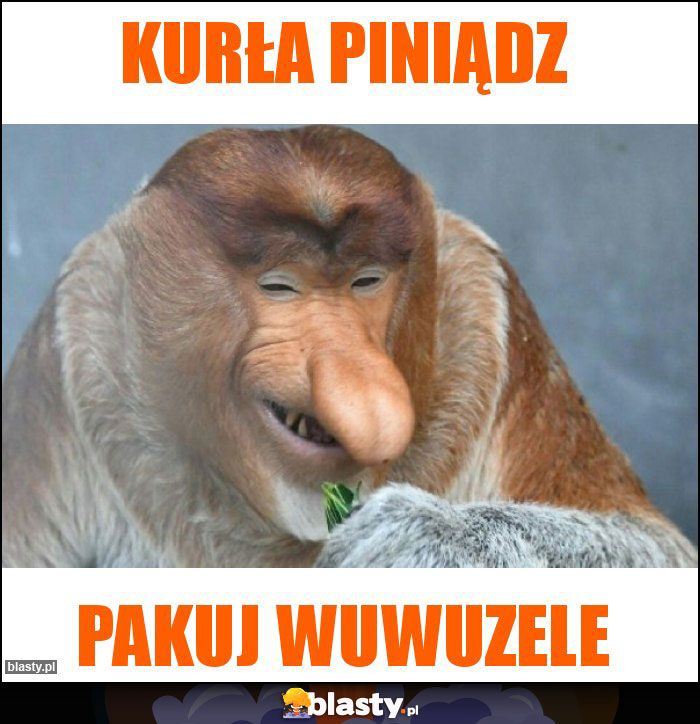 kurła piniądz