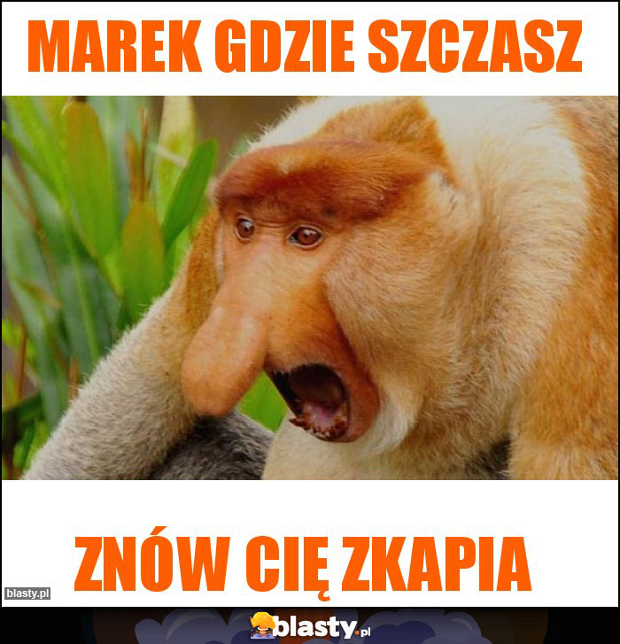 Marek gdzie szczasz