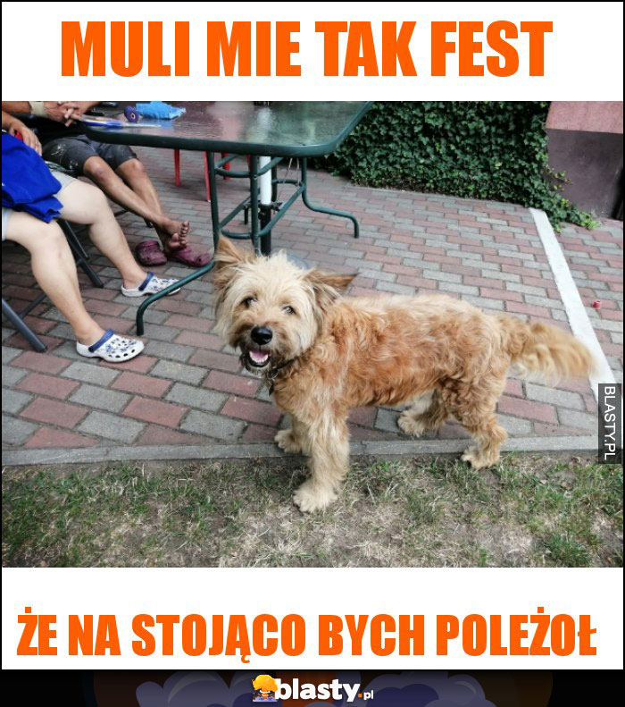 Muli mie tak fest