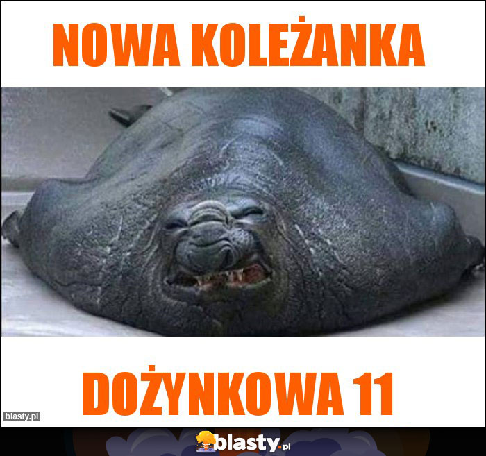 Nowa koleżanka