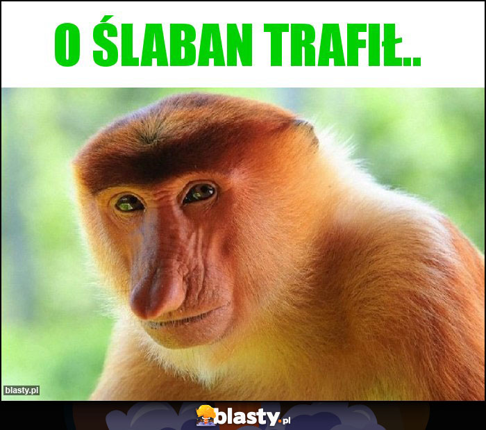 O śLABAN TRAFIŁ..