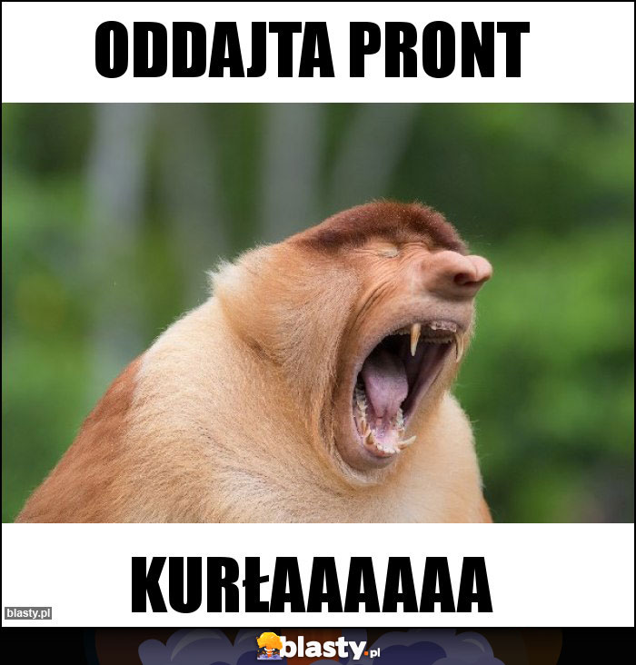 Oddajta pront