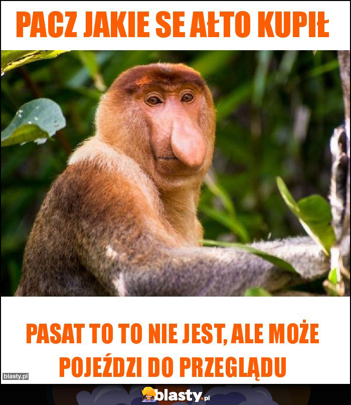 Pacz jakie se ałto kupił