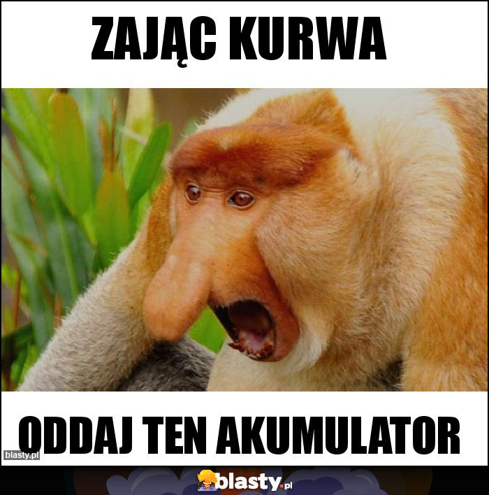 ZAJĄc kurwa