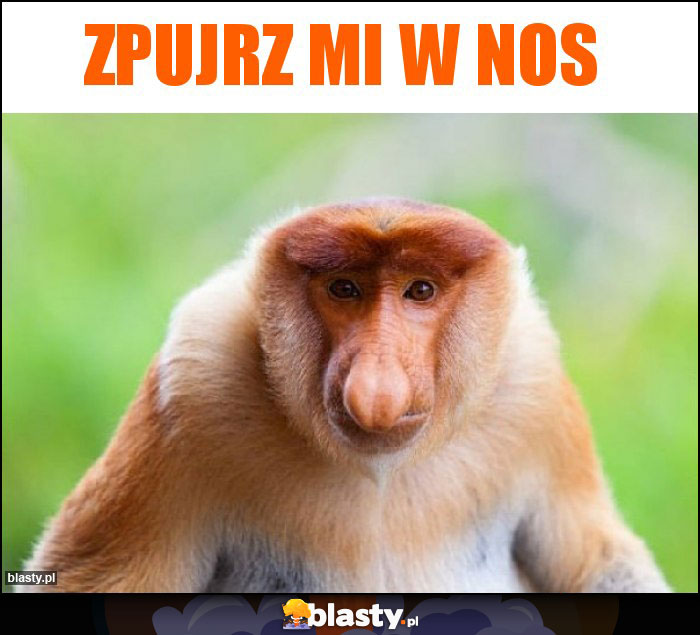 Zpujrz mi w nos