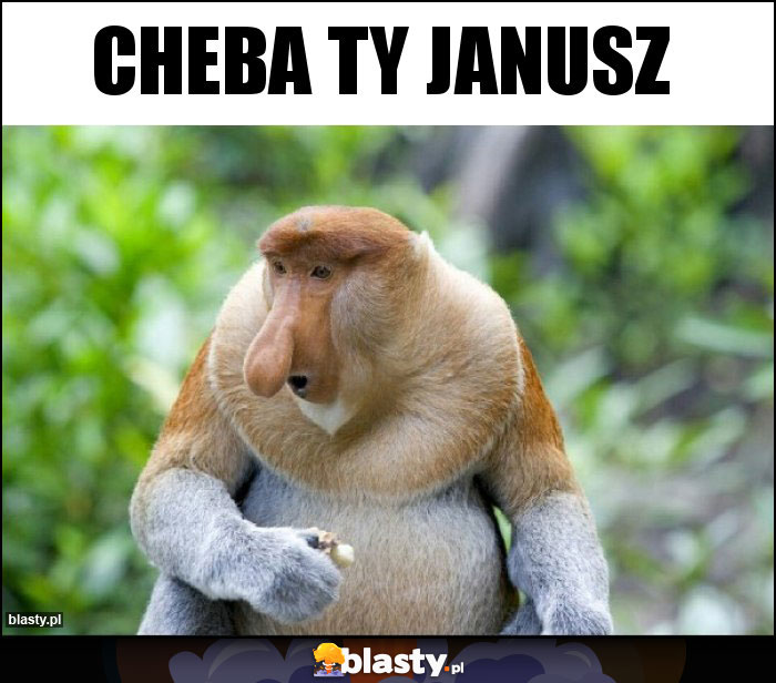 Cheba ty Janusz