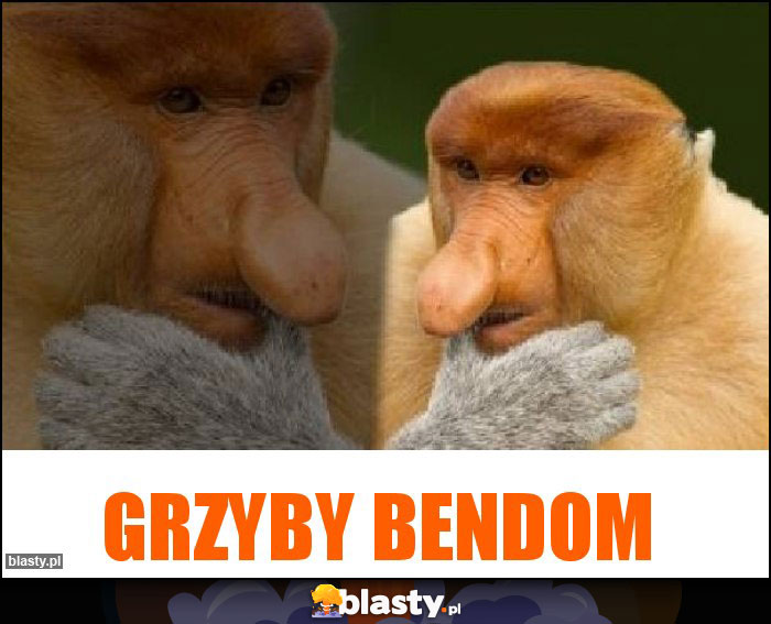 Grzyby bendom