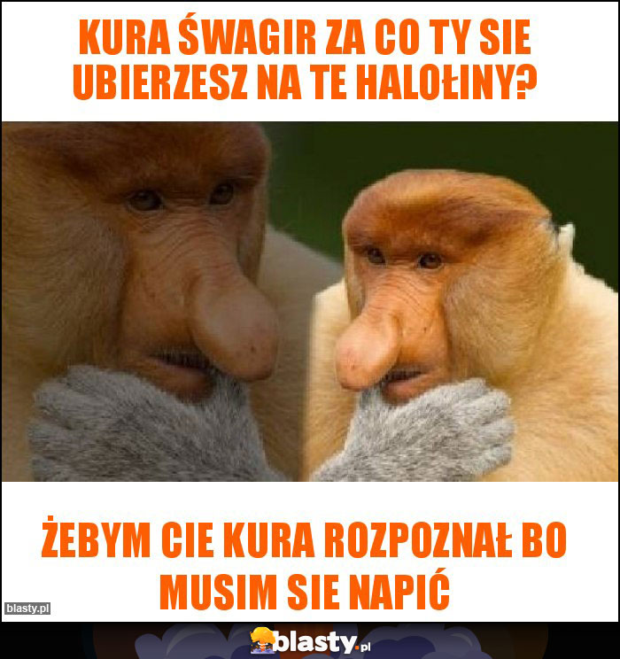 Kura śwagir za co ty sie ubierzesz na te halołiny?