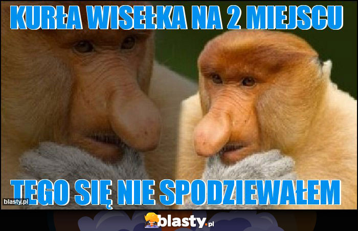 Kurła Wisełka na 2 miejscu