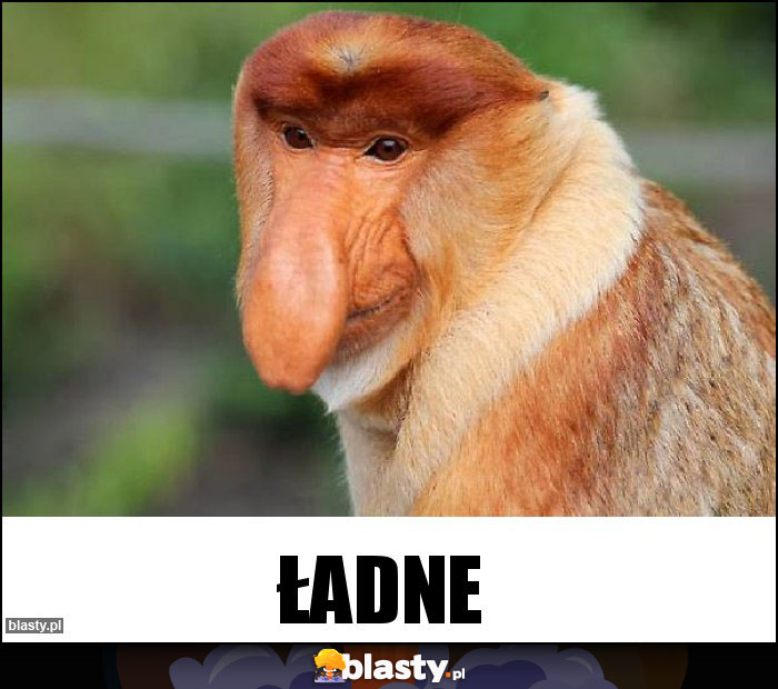 Ładne