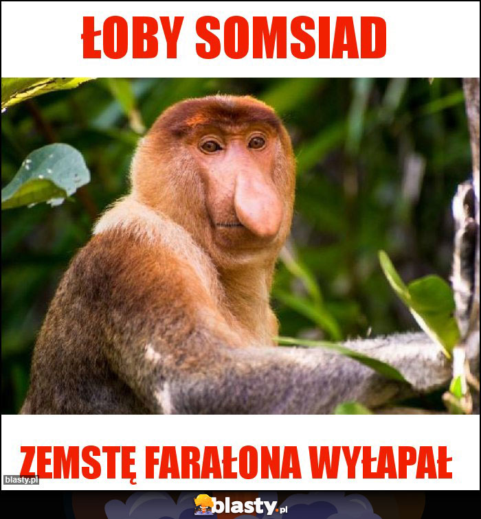 łoby somsiad